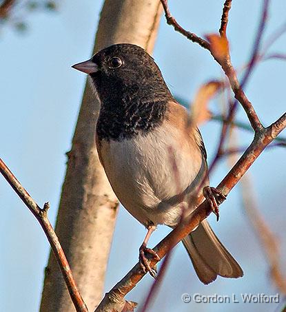 Dark-eyed Junco, Oregon form_20131.jpg - Dark-eyed Junco (Junco hyemalis), Oregon form; photographed at the Reifel Bird Sanctuary near Ladner, British Columbia, Canada.